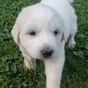 Meet your Posher, Emilia